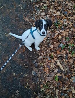 Welpe sucht Zuhause - Duingen