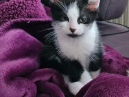 4 Kitten abzugeben - Hamm