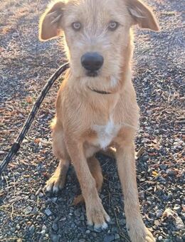 Romeo irrte auf der Strasse umher - Olsberg