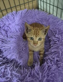 Kürbiskern - Kitten sucht Familie - Bad Camberg