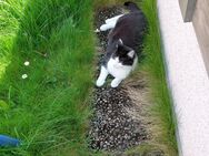 Katze - Windischeschenbach