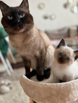 Siam kitten abholbereit - Aachen