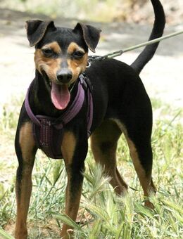 Roxy sucht ein liebevolles Zuhause - Grevenbroich