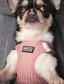 Chihuahua Hündin in liebevolle Hände abzugeben in 57567