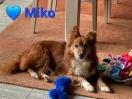 Miko - Traumhund sucht Zuhause - Höchst (Odenwald)