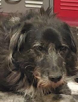 Napoleon - PLZ 68642 - Dreikirchen