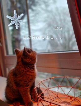 Traumhafte Britenbaby BKH in Blue ! - Bremen