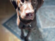 Labrador Weibchen reinrassig Junghund - Göttingen