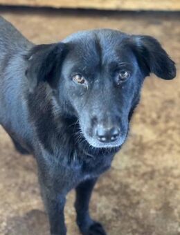 Delany ist eine Seelenhündin 🐾 - Elsdorf (Nordrhein-Westfalen)
