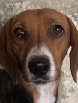 Imelda, geb. ca. 11/2021, Griechenland - Euskirchen