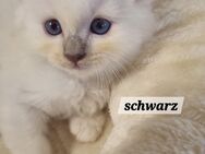 Heilige Birma Kitten/ Eltern auf Erbkrankheiten getestet - Bottrop