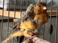 Pariser Trompeter Jungvögel aus 2025 - Köln