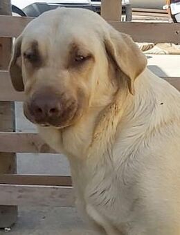 VALERIA - anhänglich & verspielt...... - Kempen