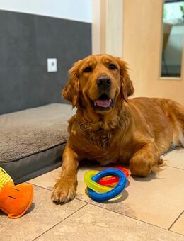 Wurfplanung reinrassige golden Retriever Welpen m Ahnentafel Frühjahr 2026 - Hauzenberg