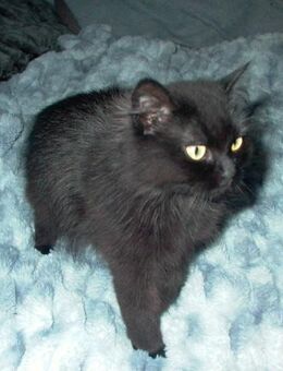 Schmusi unsere Wunderschöne Türkisch Van / Türkisch Angora Mix - Garbsen