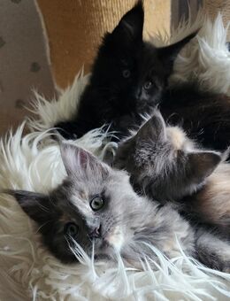 =^..^=Bezaubernde Maine Coon kitten mit Stammbaum aus seriöser Zucht =^..^= - Bad Berleburg