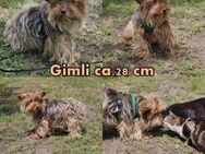 Gimli sucht ein einfühlsames Zuhause - Schafflund
