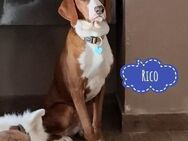 Rico - edel und königlich - Flörsheim-Dalsheim