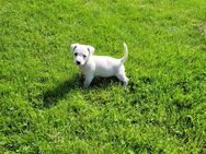 Verkaufe süßen kleinen Jack Russel Terrier Welpen! - Bad Tennstedt