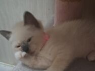 Siam- Heilige Birma mix Kitten - Mülheim (Ruhr)