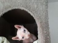 mein Sphynx Katzen Mädchen (weiblich) sucht ein neues Zuhause - Berlin Marzahn-Hellersdorf