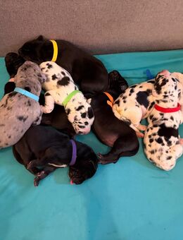 Deutsche Doggen Welpen - Meura