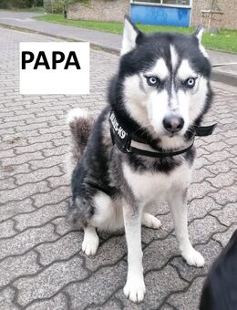 Welpen (Husky-Mischlinge) ab Dezember abgabebereit - Frankfurt (Main)