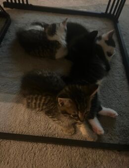 BKH Babykatzen - Waltrop