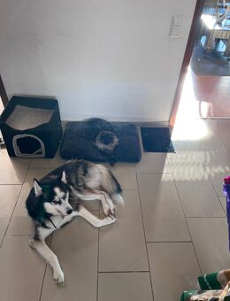 Gut erzogenen und Liebevollen Siberian Husky - Aidlingen