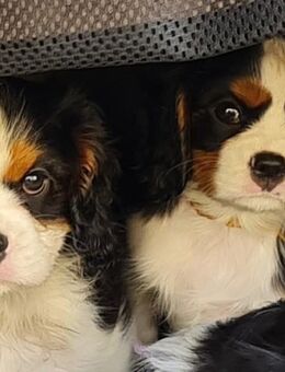 Cavaliere in Tricolor - Schipkau