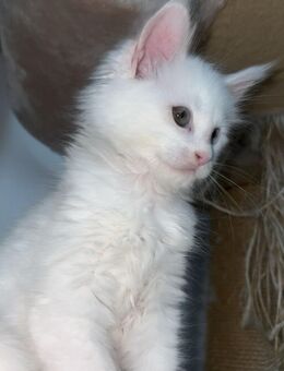 Schneeweiße Maine Coon Kitten - Osterburg (Altmark)