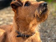 Deckrüde Irish Terrier - Berlin