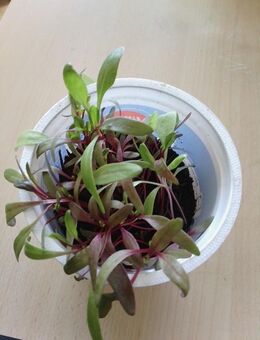 Mangold in Bio erde zu verkaufen - Celle