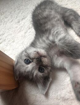 BKH Mix Kitten - Niederelbert