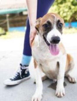 Hunde-Kind Benjamin Blümchen - München