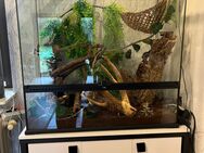 Terrarium+Unterschrank+3 Geckos - Hanerau-Hademarschen