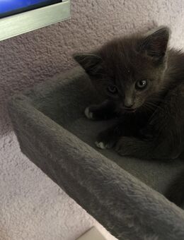 Mix Kitte - Gelsenkirchen Horst