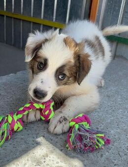 Harry sucht seinen Lieblingsmenschen - Celle