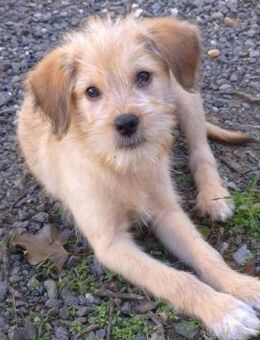 Timon- verschmust, neugierig, aufgeweckt - Velbert