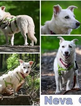 NEVA -sucht hundeerfahrenes Zuhause- - Duisburg