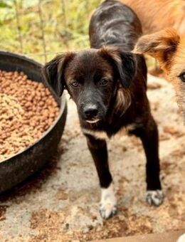 🌲 Sanfter Junghund Sequoia 🐾 - Eislingen (Fils)