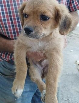 LUCY - (verspielt, neugierig, liebevoll - Köln