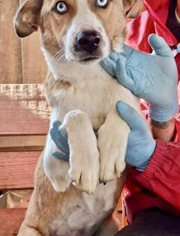 Bildhübsche Junghündin NILA - Koblenz