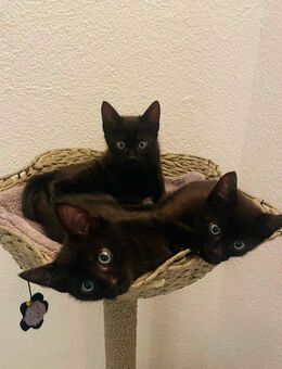 Bengal Mischlingskätzchen - Balingen