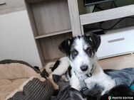 Lucy, aktives Zuhause gesucht - Brakel