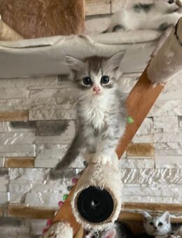 Süße kitten verschiedene rassen - Offenau