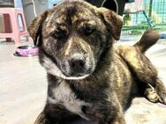 Bat sucht ein Zuhause ♥ - Ebstorf (Klosterflecken)