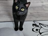 Schwarze Katze abzugeben - Dortmund