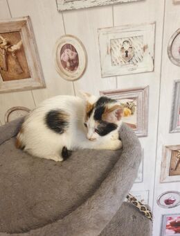 EKH kitten suchen neue Zuhause - Bad Bramstedt
