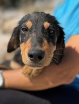 Spezi fröhlicher Welpe sucht Familie💛 - München